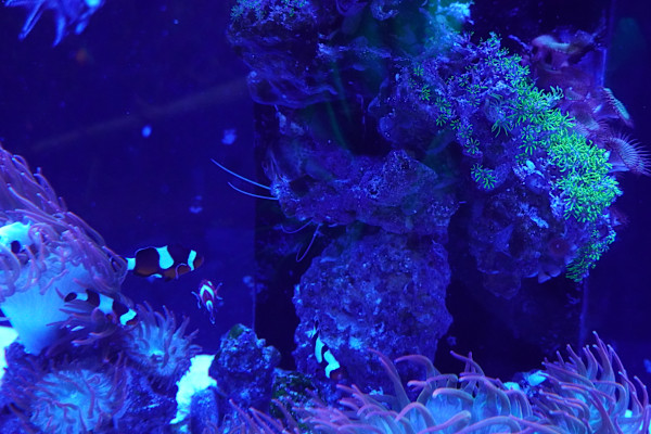 Adventure Aquarium / Jenkinson's Aquarium 12/10/2025 by Michael Hanna