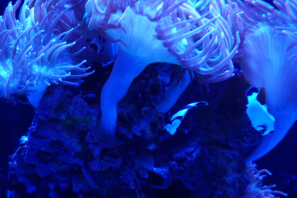 Adventure Aquarium / Jenkinson's Aquarium 12/10/2025 by Michael Hanna