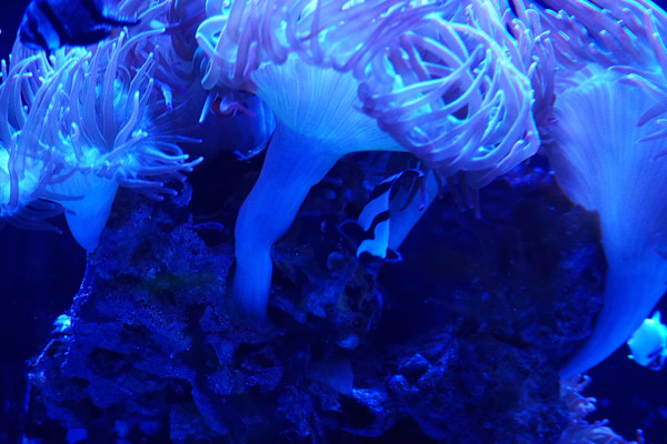 Adventure Aquarium / Jenkinson's Aquarium 12/10/2025 by Michael Hanna