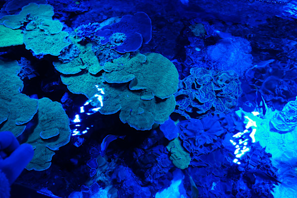 Adventure Aquarium / Jenkinson's Aquarium 12/10/2025 by Michael Hanna