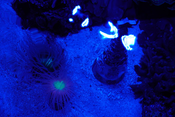 Adventure Aquarium / Jenkinson's Aquarium 12/10/2025 by Michael Hanna