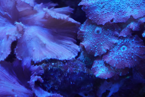 Adventure Aquarium / Jenkinson's Aquarium 12/10/2025 by Michael Hanna