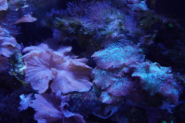 Adventure Aquarium / Jenkinson's Aquarium 12/10/2025 by Michael Hanna