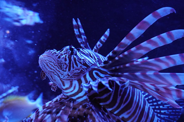 Adventure Aquarium / Jenkinson's Aquarium 12/10/2025 by Michael Hanna