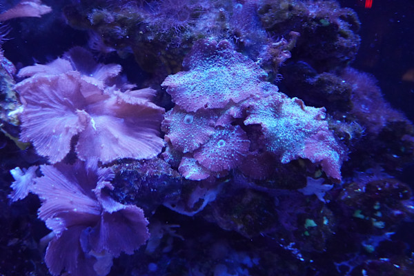 Adventure Aquarium / Jenkinson's Aquarium 12/10/2025 by Michael Hanna