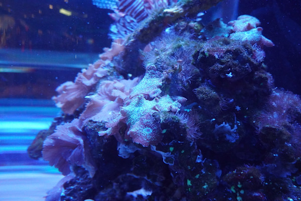 Adventure Aquarium / Jenkinson's Aquarium 12/10/2025 by Michael Hanna