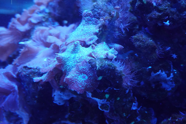 Adventure Aquarium / Jenkinson's Aquarium 12/10/2025 by Michael Hanna