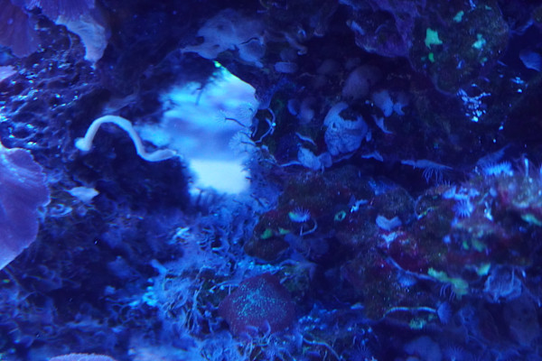 Adventure Aquarium / Jenkinson's Aquarium 12/10/2025 by Michael Hanna