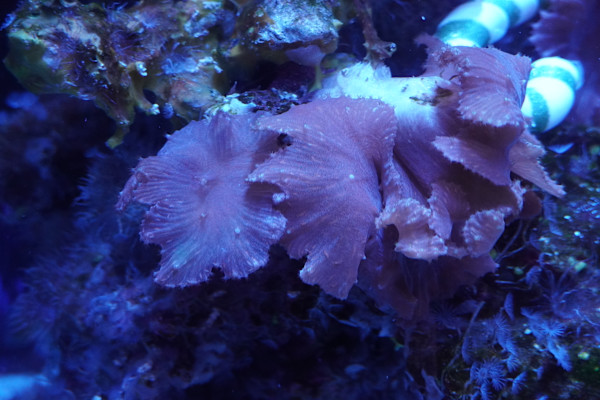 Adventure Aquarium / Jenkinson's Aquarium 12/10/2025 by Michael Hanna