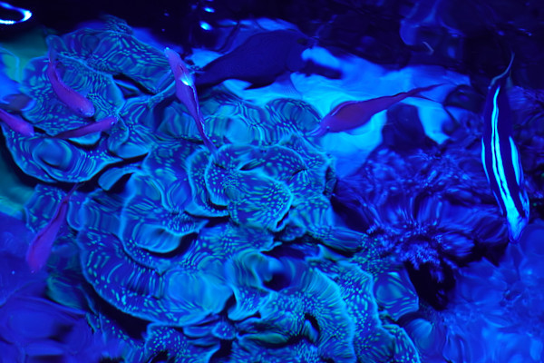 Adventure Aquarium / Jenkinson's Aquarium 12/10/2025 by Michael Hanna