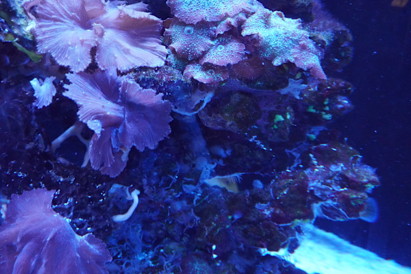 Adventure Aquarium / Jenkinson's Aquarium 12/10/2025 by Michael Hanna