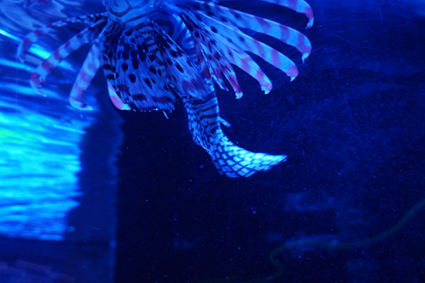 Adventure Aquarium / Jenkinson's Aquarium 12/10/2025 by Michael Hanna