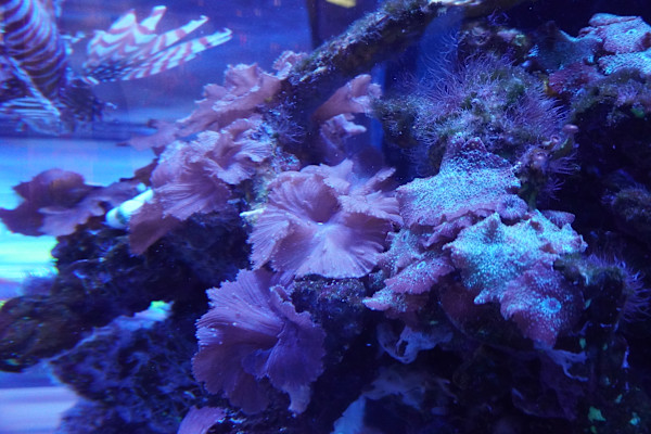 Adventure Aquarium / Jenkinson's Aquarium 12/10/2025 by Michael Hanna