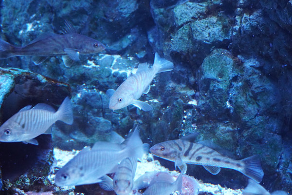 Adventure Aquarium / Jenkinson's Aquarium 12/10/2025 by Michael Hanna