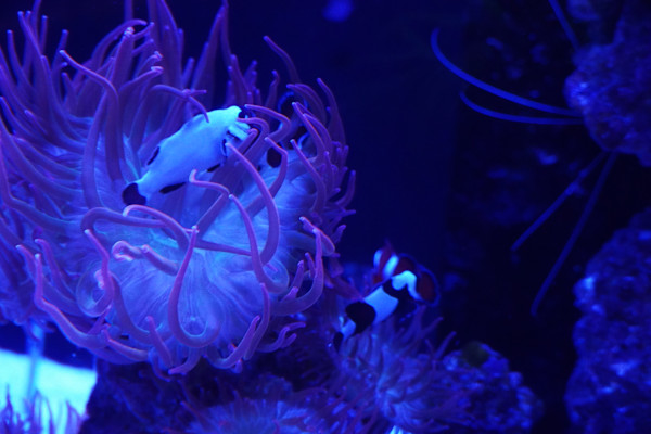 Adventure Aquarium / Jenkinson's Aquarium 12/10/2025 by Michael Hanna