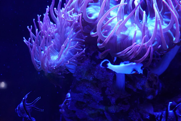 Adventure Aquarium / Jenkinson's Aquarium 12/10/2025 by Michael Hanna