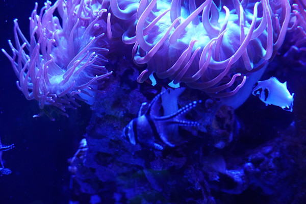 Adventure Aquarium / Jenkinson's Aquarium 12/10/2025 by Michael Hanna