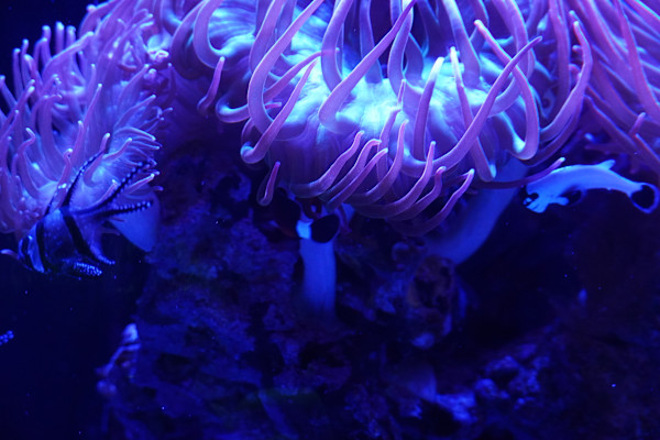 Adventure Aquarium / Jenkinson's Aquarium 12/10/2025 by Michael Hanna