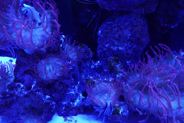 Adventure Aquarium / Jenkinson's Aquarium 12/10/2025 by Michael Hanna