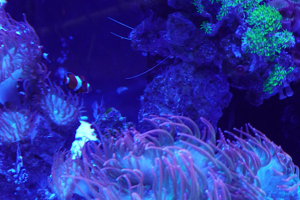 Adventure Aquarium / Jenkinson's Aquarium 12/10/2025 by Michael Hanna