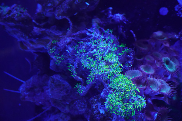 Adventure Aquarium / Jenkinson's Aquarium 12/10/2025 by Michael Hanna