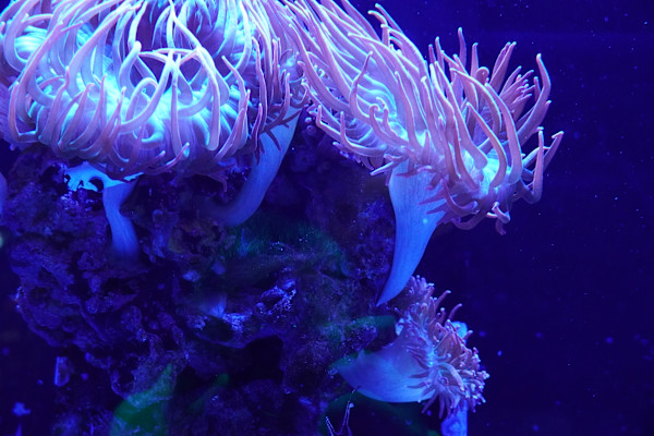 Adventure Aquarium / Jenkinson's Aquarium 12/10/2025 by Michael Hanna