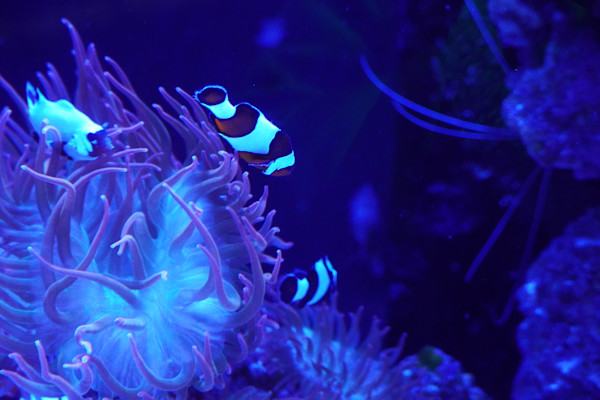 Adventure Aquarium / Jenkinson's Aquarium 12/10/2025 by Michael Hanna