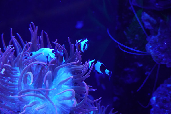 Adventure Aquarium / Jenkinson's Aquarium 12/10/2025 by Michael Hanna