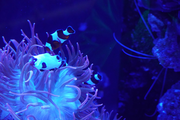 Adventure Aquarium / Jenkinson's Aquarium 12/10/2025 by Michael Hanna