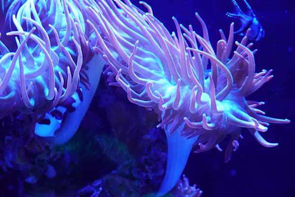 Adventure Aquarium / Jenkinson's Aquarium 12/10/2025 by Michael Hanna