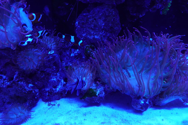 Adventure Aquarium / Jenkinson's Aquarium 12/10/2025 by Michael Hanna