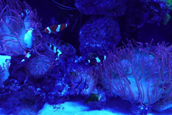 Adventure Aquarium / Jenkinson's Aquarium 12/10/2025 by Michael Hanna