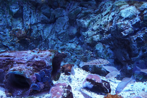 Jenkinson's Aquarium Series 7  - 12/17/2025 by Michael Hanna