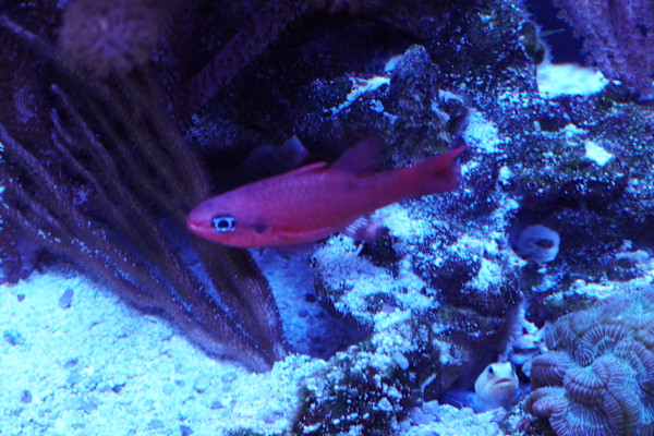 Jenkinson's Aquarium Series 7  - 12/17/2025 by Michael Hanna