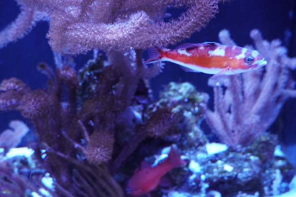 Jenkinson's Aquarium Series 7  - 12/17/2025 by Michael Hanna