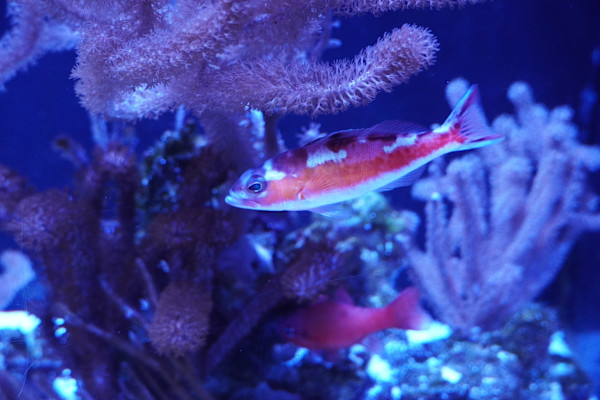 Jenkinson's Aquarium Series 7  - 12/17/2025 by Michael Hanna