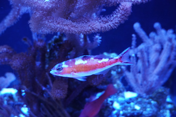 Jenkinson's Aquarium Series 7  - 12/17/2025 by Michael Hanna