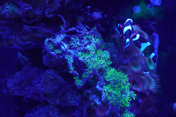 Jenkinson's Aquarium Series 7  - 12/17/2025 by Michael Hanna