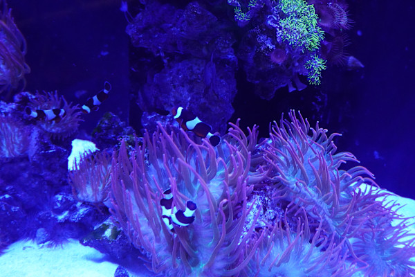 Jenkinson's Aquarium Series 7  - 12/17/2025 by Michael Hanna