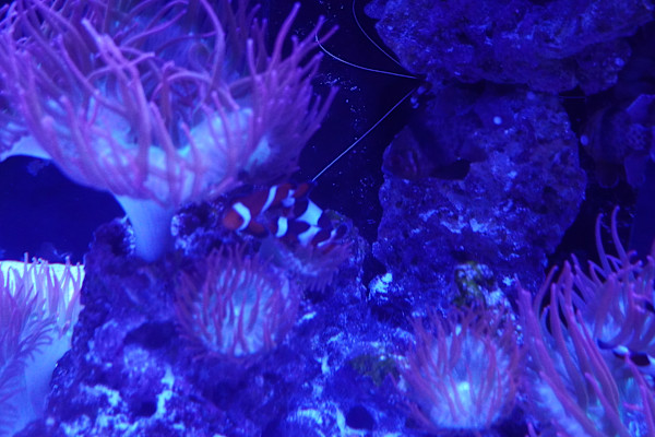 Jenkinson's Aquarium Series 7  - 12/17/2025 by Michael Hanna