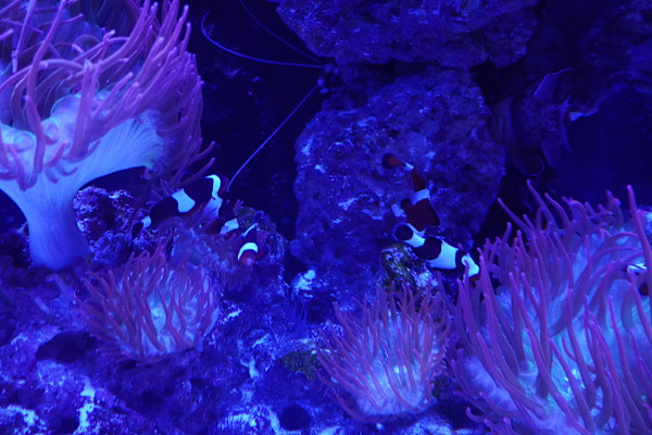 Jenkinson's Aquarium Series 7  - 12/17/2025 by Michael Hanna