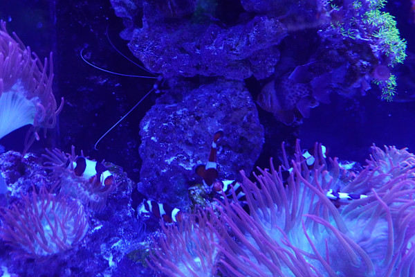 Jenkinson's Aquarium Series 7  - 12/17/2025 by Michael Hanna