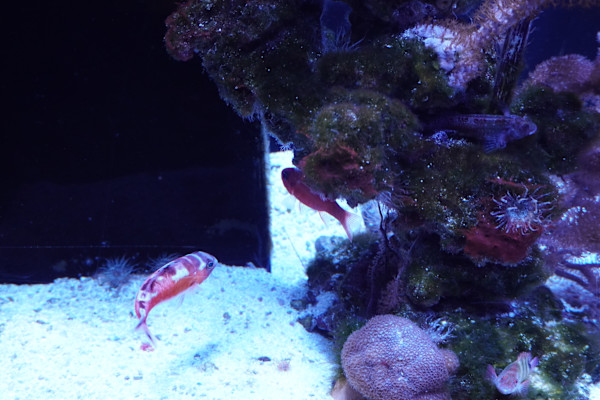 Jenkinson's Aquarium Series 7  - 12/17/2025 by Michael Hanna