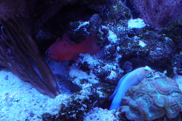 Jenkinson's Aquarium Series 7  - 12/17/2025 by Michael Hanna