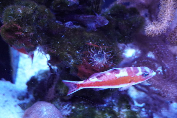 Jenkinson's Aquarium Series 7  - 12/17/2025 by Michael Hanna