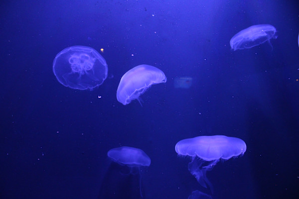 Georgia Aquarium Series 1 (unedited photography, limited edition of 3, displayed in a silver frame) by Michael Hanna