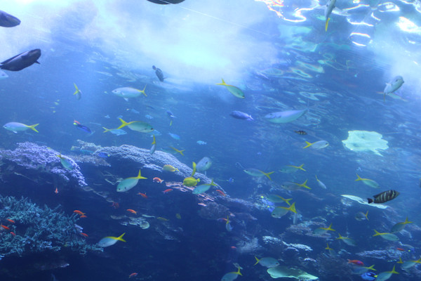 Georgia Aquarium Series 1 (unedited photography, limited edition of 3, displayed in a silver frame) by Michael Hanna