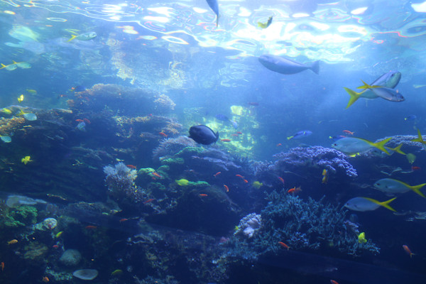 Georgia Aquarium Series 1 (unedited photography, limited edition of 3, displayed in a silver frame) by Michael Hanna