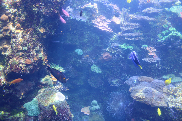 Georgia Aquarium Series 1 (unedited photography, limited edition of 3, displayed in a silver frame) by Michael Hanna