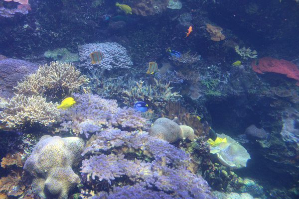 Georgia Aquarium Series 1 (unedited photography, limited edition of 3, displayed in a silver frame) by Michael Hanna